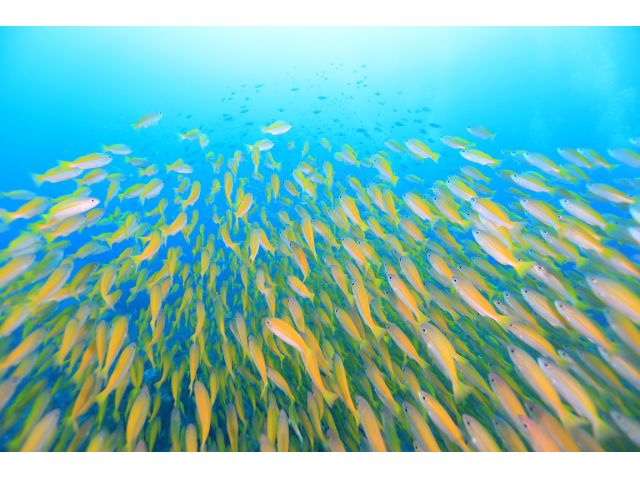 タオ・タオ島 イエローとブルー:-)