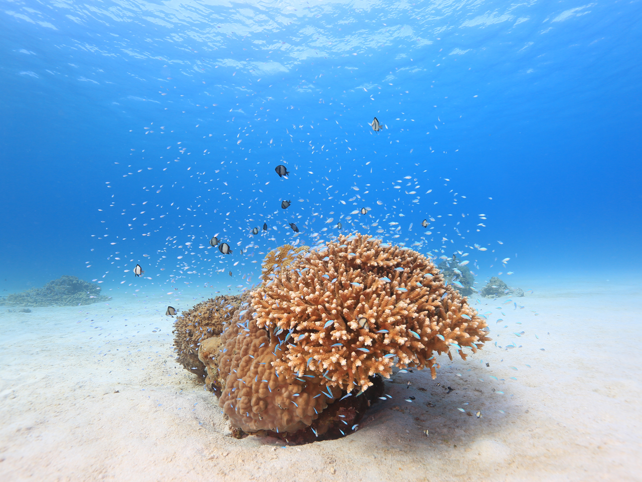 沖縄・渡嘉敷島の癒しの海
