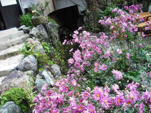 �H�̉ԁB�V���E���C�e�B�����s���N���������ƂĂ����ȉ�