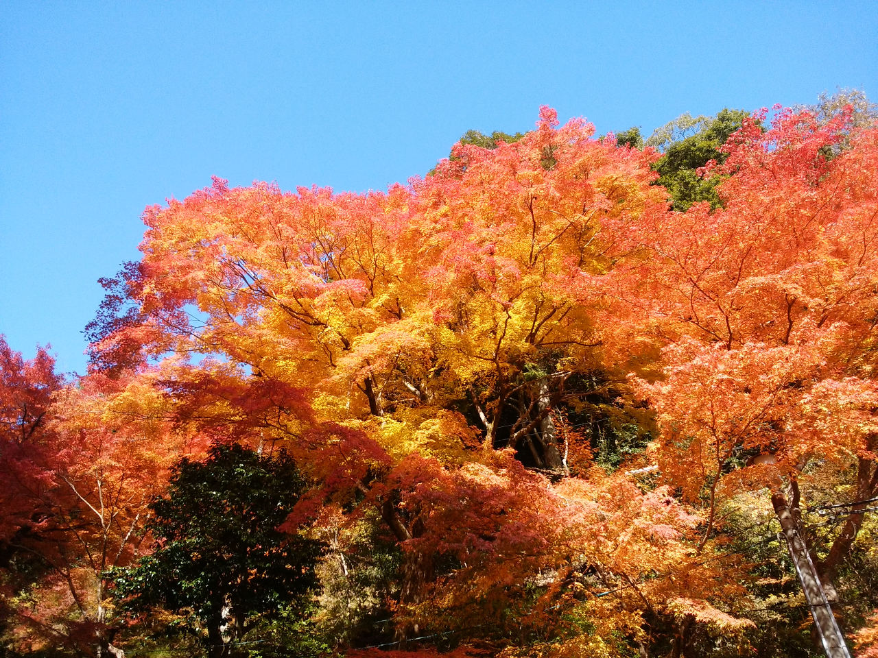 �X�̎���̍g�t�B�B�ꂽ�g�t�̖���