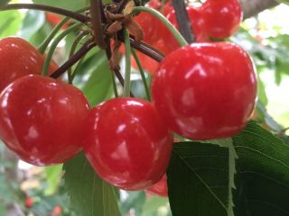 山形 山寺 園内さくらんぼ狩り食べ放題 山寺名物力こんにゃく1本付き うぐいすの宿観光果樹園 じゃらん遊び体験 山形 山寺 園内さくらんぼ狩り食べ放題 山寺名物力こんにゃく1本付き うぐいすの宿観光果樹園 じゃらん遊び体験