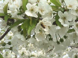 山形 山寺 園内さくらんぼ狩り食べ放題 山寺名物力こんにゃく1本付き うぐいすの宿観光果樹園 じゃらん遊び体験 山形 山寺 園内さくらんぼ狩り食べ放題 山寺名物力こんにゃく1本付き うぐいすの宿観光果樹園 じゃらん遊び体験