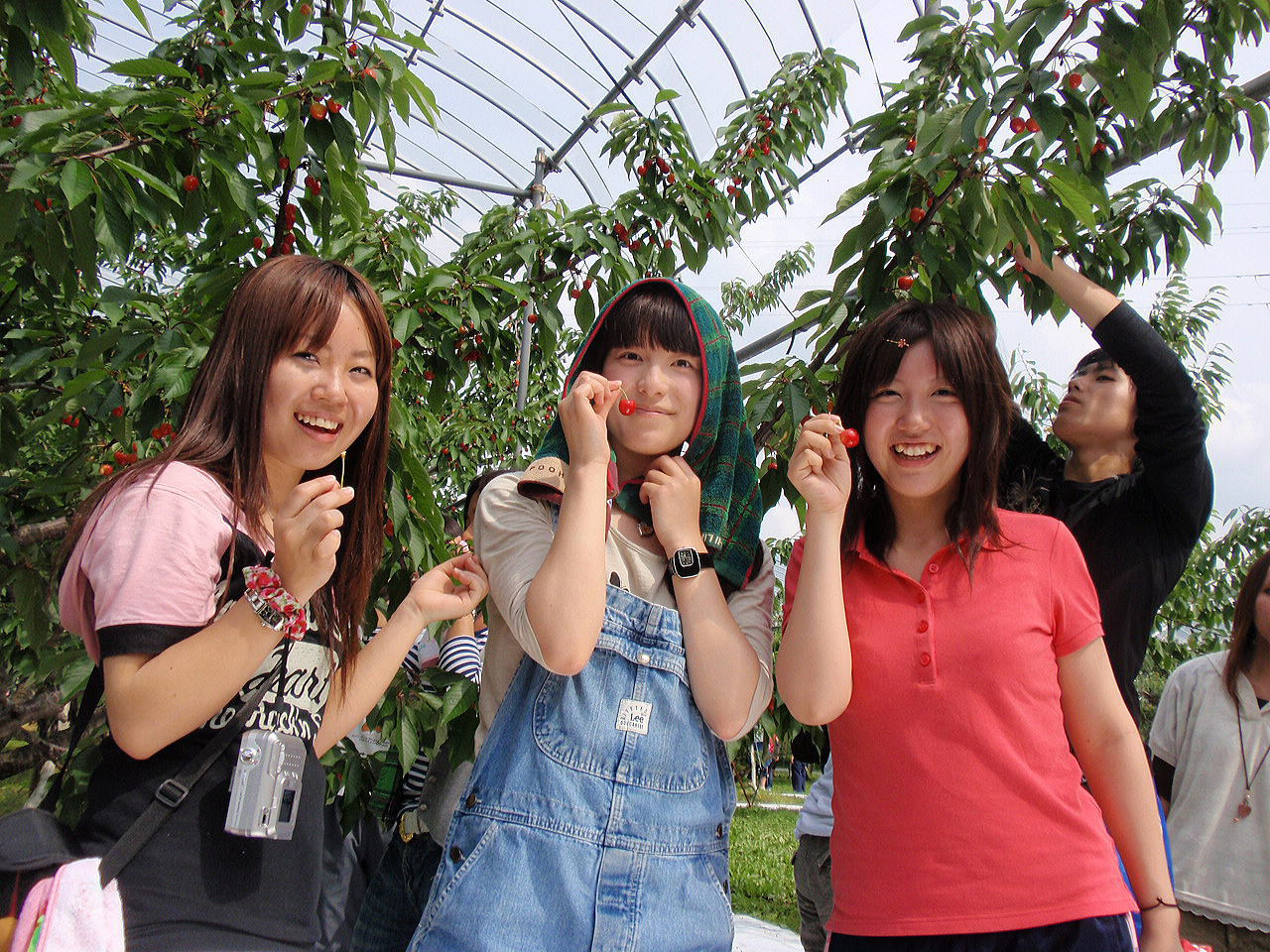 【山形 山寺】さくらんぼ食べ放題◇山寺名物力こんにゃく付◇送迎付きプラン