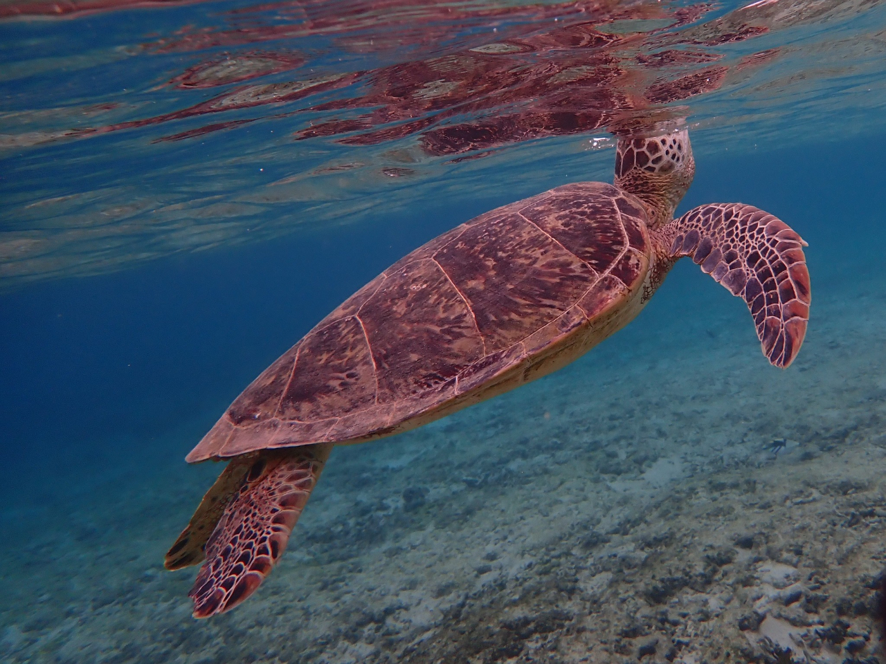 Xm[Pł̓J̑pԋ߂Ōmł