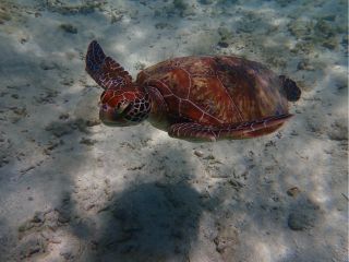 南部糸満の水中で高確率でカメに遭遇