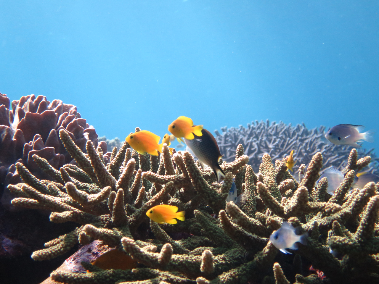 G߂ɂĂ͗cȂǃJtȋ{܂