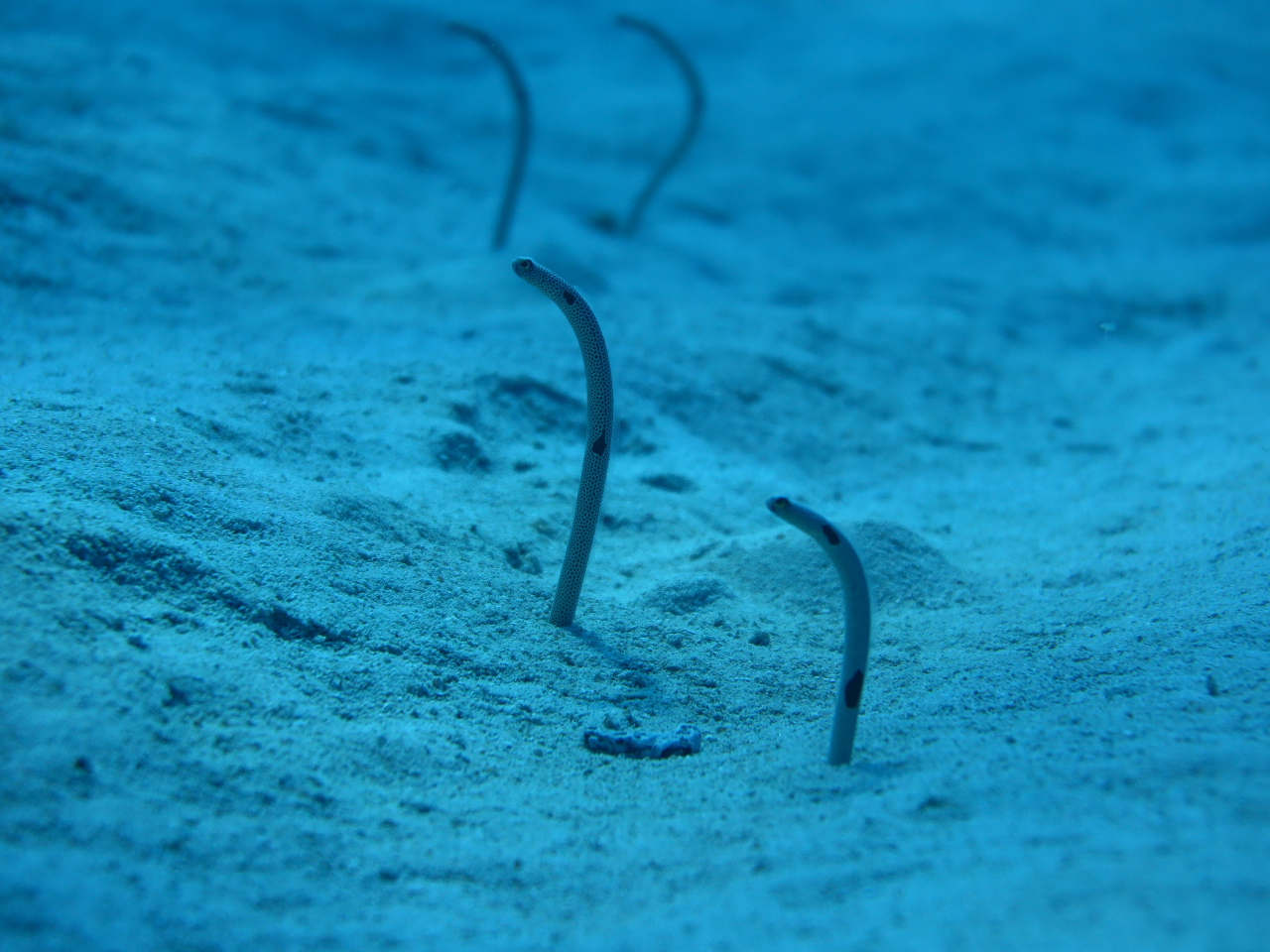 ̃}[i{[gŖ5Ő^nɃK[fC[ɉ܂