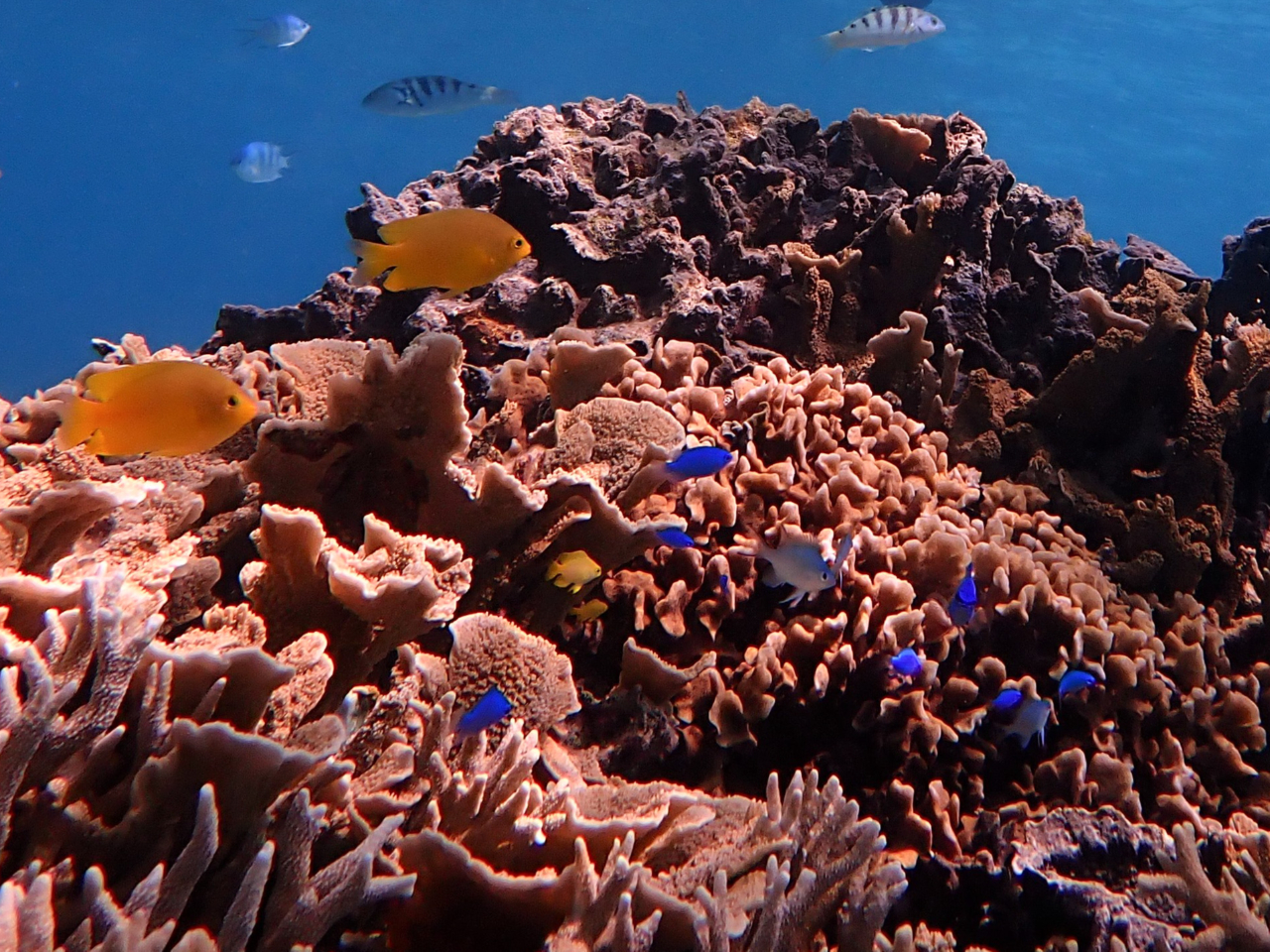 �J���t���ȋ������ɉ�܂�