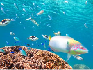熱帯魚が目の前で見られます
