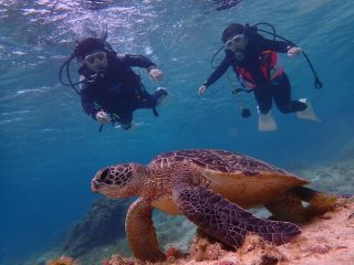 透明度がいい糸満の水中、高い確率で良ければカメにも会えます