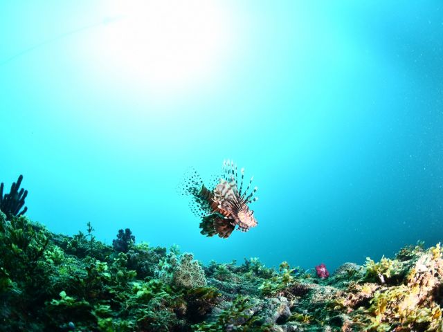 美しい海の景色や珍しい生き物、心地よい無重力空間を体験!