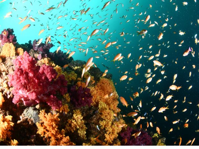 体験ダイビングで魅惑の水中世界をたっぷりとお楽しみください。