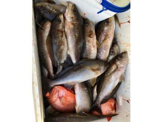 離島 鵜来島 うぐるしま 磯釣り 昼釣り Diving Shop Sealand うぐる じゃらん遊び体験