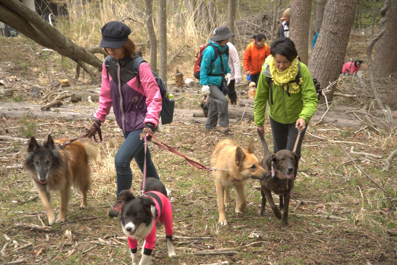 21年開催日決定 愛犬と鹿角採集散策ツアー 女性 カップルにおすすめ The Highest Peak じゃらん遊び体験