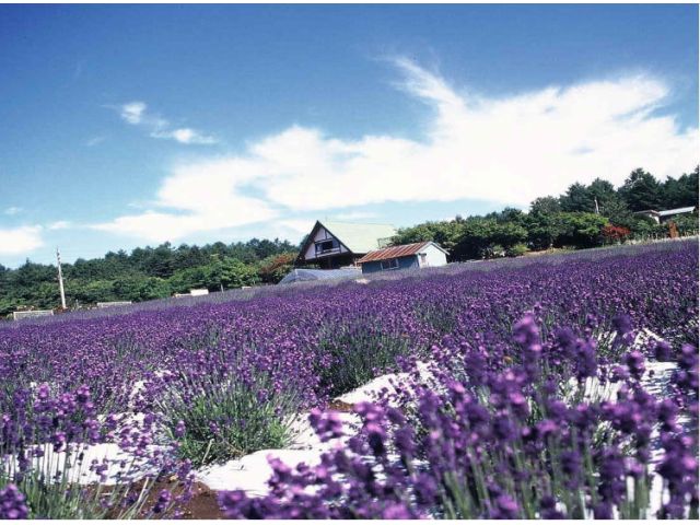22年開催予定 軽井沢近くのラベンダー園 ラベンダーソフトも人気 夢ハーベスト農場 じゃらん遊び体験 22年開催予定 軽井沢近くのラベンダー園 ラベンダーソフトも人気 夢ハーベスト農場 じゃらん遊び体験