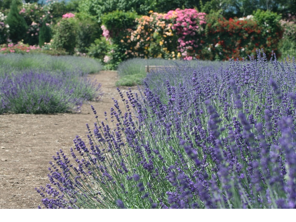 軽井沢近くのラベンダー園 ラベンダーソフトも人気 夢ハーベスト農場 じゃらん遊び体験