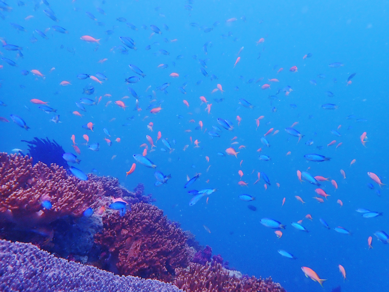 【ウキウキ!ビーチダイブプラン】ダイビング未経験者のための体験ダイビング☆背の立...