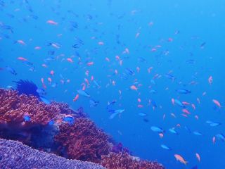熱帯魚の乱舞