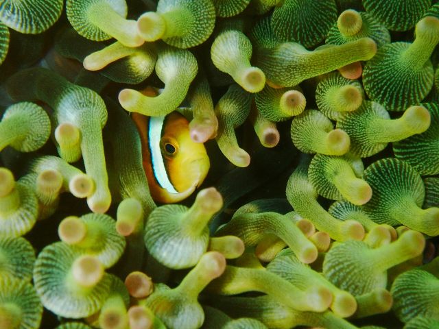 ニモをじっくり観察