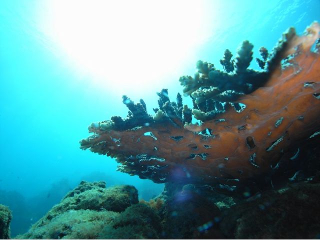 サンゴと太陽のひかりがとってもキレイ