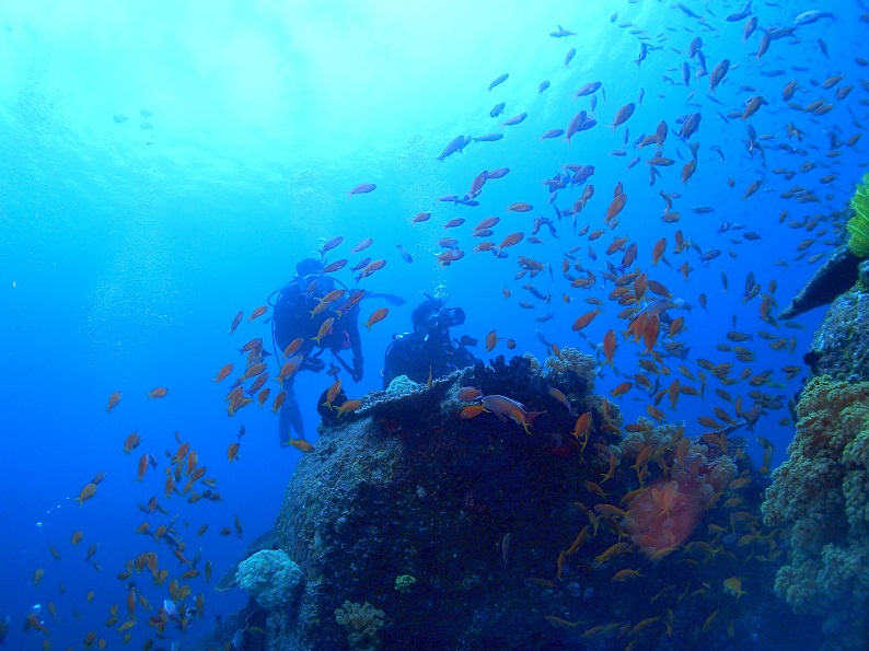 熱帯魚が乱舞♪