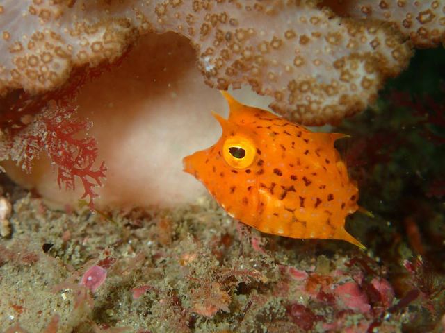 アクアリウムで人気のコンゴウフグの赤ちゃん 1cmくらいの大きさですごくかわいい!