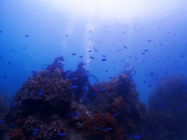 熱帯魚の乱舞に会う事ができるのがボートダイビングプランの特長です☆
