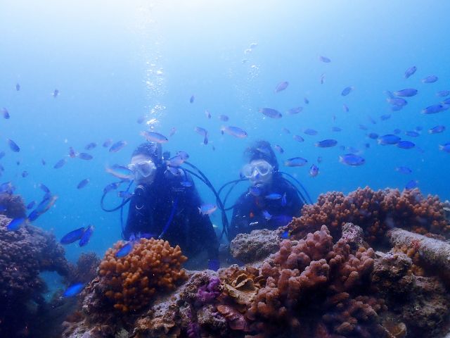 サンゴと熱帯魚が満載!!!!