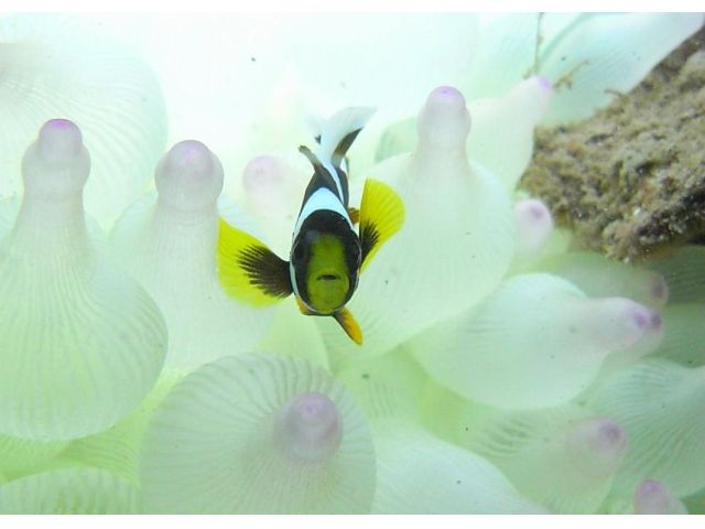 人気のニモ(クマノミ)にも会える!