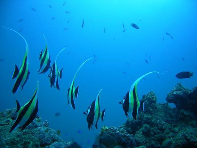 ビーチ体験ダイブプラン Gwからok ダイビング未経験でも楽しい 熱帯魚にも会える ダイビングスクール海底少年 じゃらん遊び体験 ビーチ体験ダイブプラン Gwからok ダイビング未経験でも楽しい 熱帯魚にも会える ダイビングスクール海底少年 じゃらん遊び体験