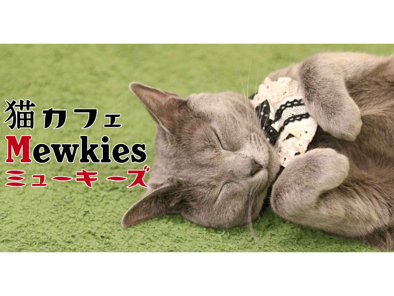 【60分親子パック】かわいい猫達に癒されよう