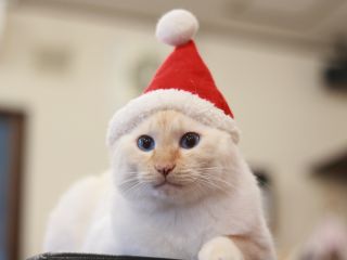 60分親子パック かわいい猫達に癒されよう ミューキーズ じゃらん遊び体験 60分親子パック かわいい猫達に癒されよう ミューキーズ じゃらん遊び体験