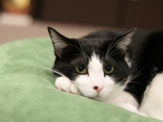 60分親子パック かわいい猫達に癒されよう ミューキーズ じゃらん遊び体験