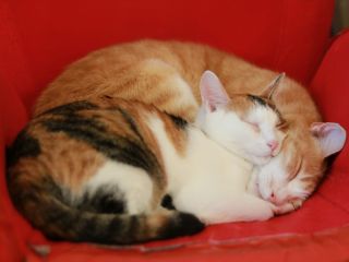60分親子パック かわいい猫達に癒されよう ミューキーズ じゃらん遊び体験 60分親子パック かわいい猫達に癒されよう ミューキーズ じゃらん遊び体験