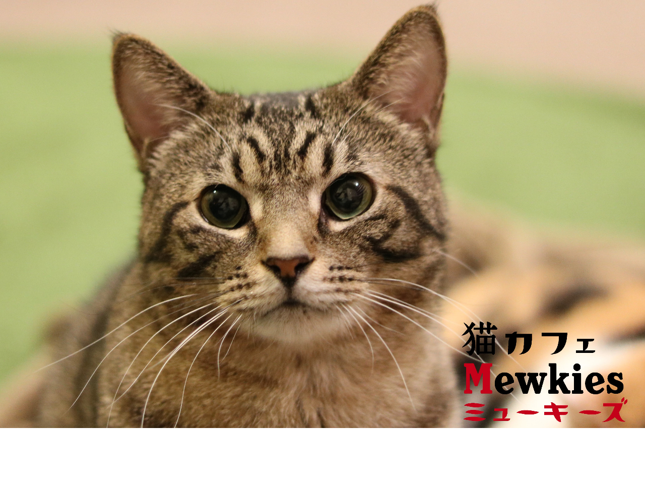 【60分パック】かわいい猫達に癒されよう!