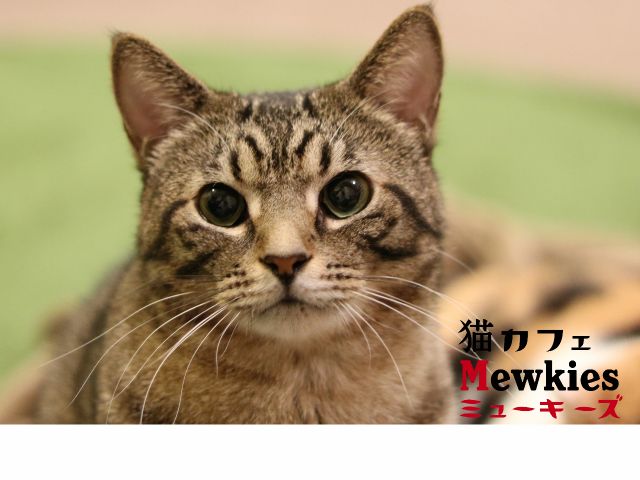 60分パック かわいい猫達に癒されよう ミューキーズ じゃらん遊び体験 60分パック かわいい猫達に癒されよう ミューキーズ じゃらん遊び体験