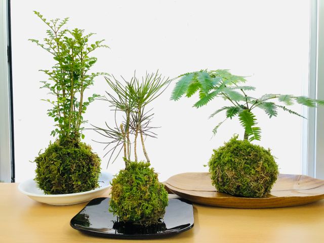 コロンとして可愛い苔玉♪お手入れ簡単で癒し効果抜群です