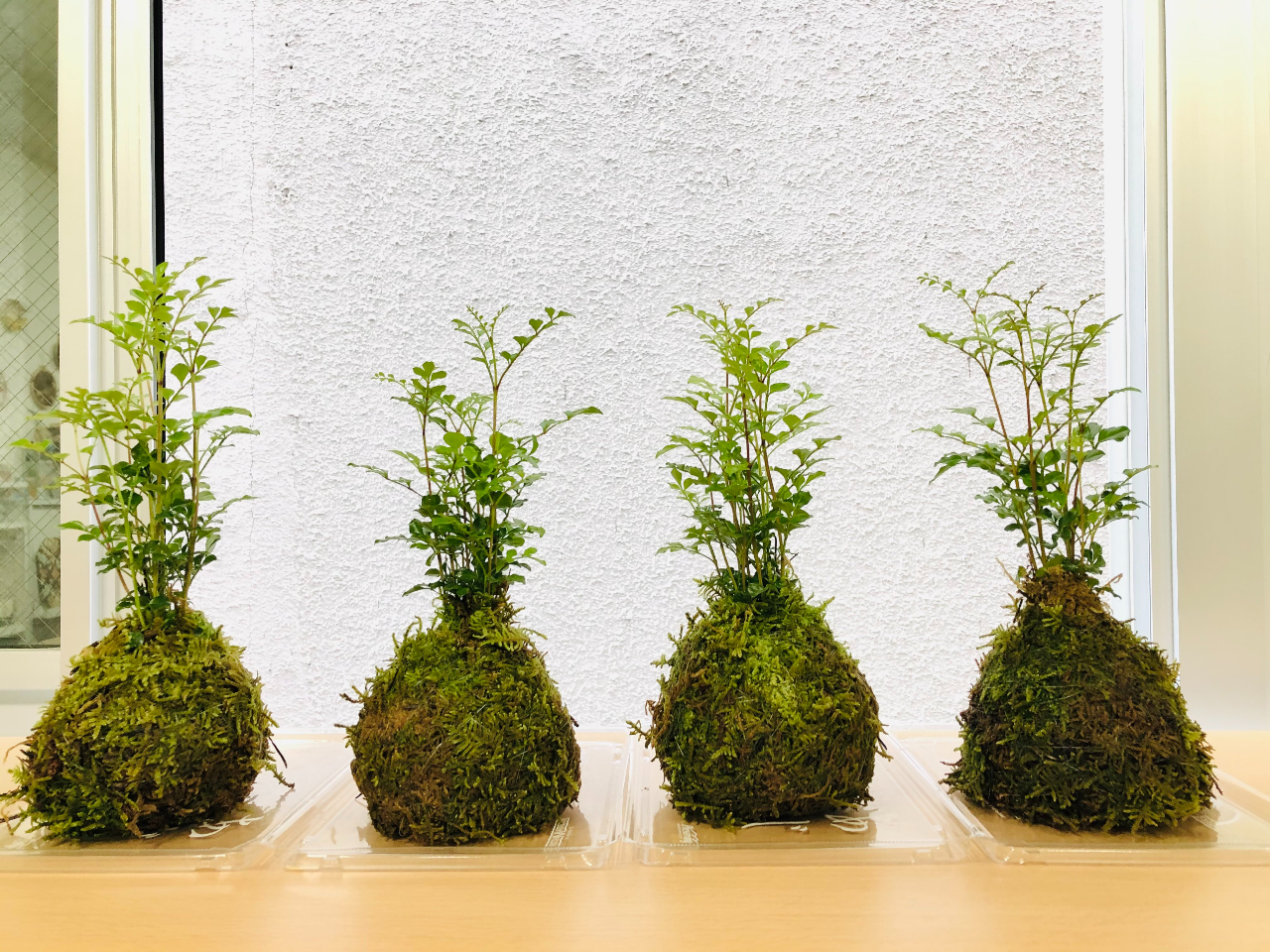 Jbv̂QbXłj̕Ol̕Ă܂Iqlɂy̌ł