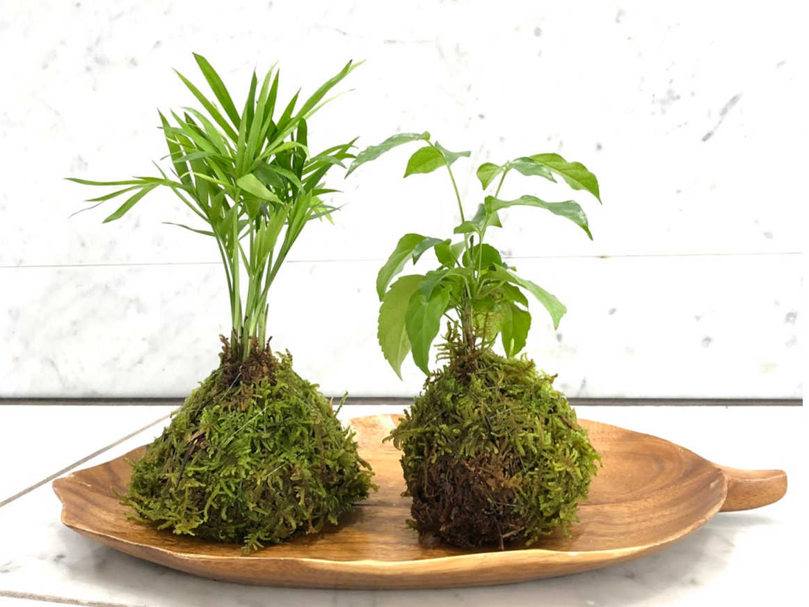 苔玉の形もそれぞれ。個性が出ますね!