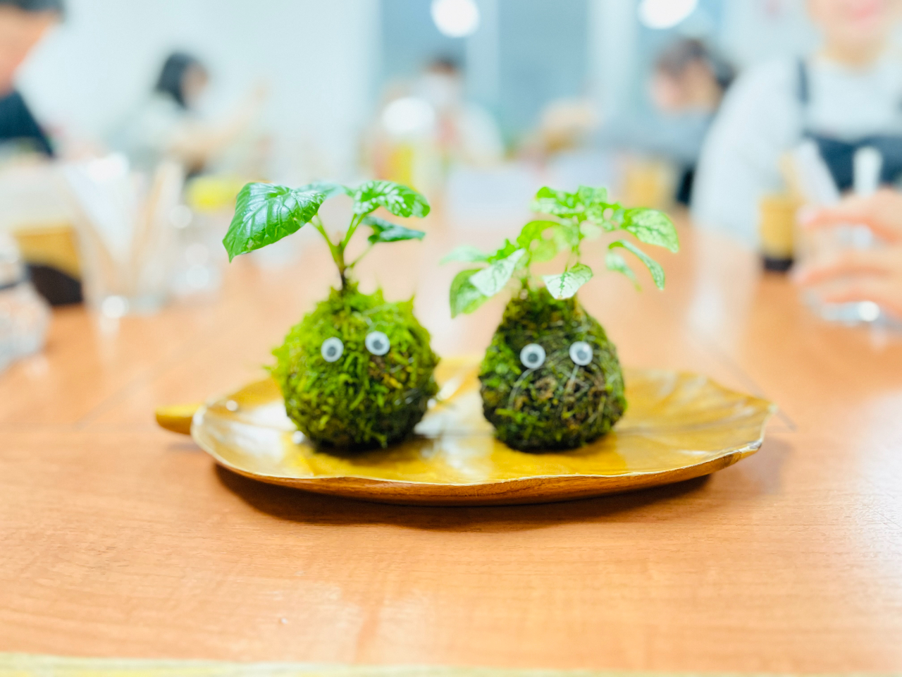 お好きな植物をお選びください♪
