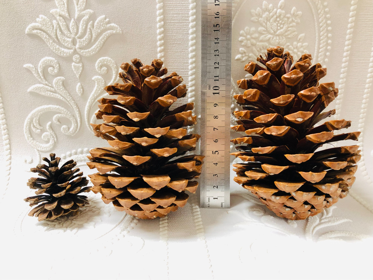 普通の松ぼっくり(左)と比べると驚きの大きさ!天然物なので大きさやフォルムはそれぞれ異なります!現地でお好きな松ぼっくりをお選びください。