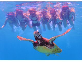ウミガメと泳いで、記念写真を撮ろう!