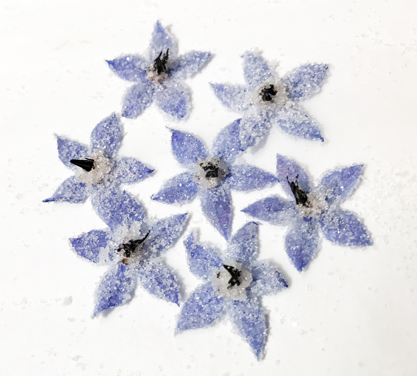 クリスタライズドハーブ 無農薬栽培 ボリジの手摘み 砂糖漬け体験 香遊生活 じゃらん遊び体験 クリスタライズドハーブ 無農薬栽培 ボリジの手摘み 砂糖漬け体験 香遊生活 じゃらん遊び体験