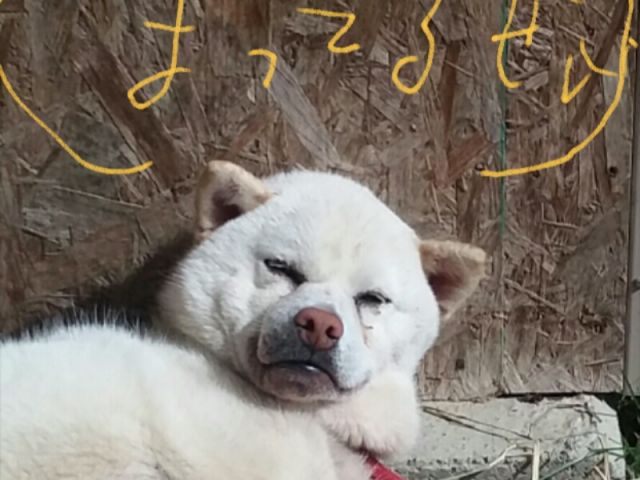 待ってるぜい!