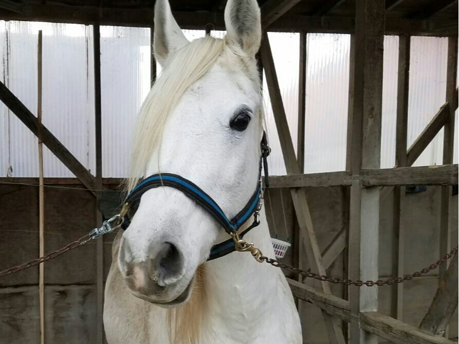 やさしいおねいさんによる引馬体験