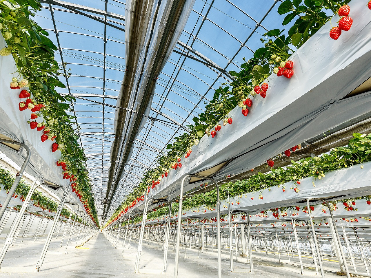 園内にはジューシーな完熟いちごがいっぱい♪