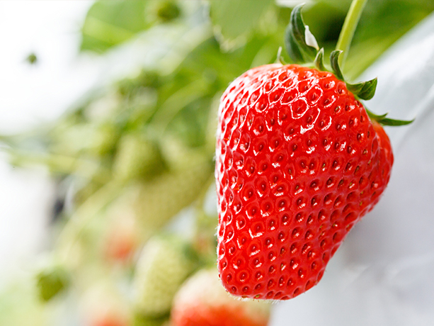 �i��́A�g�ق��؁E�͕P�E��������3��ށ�