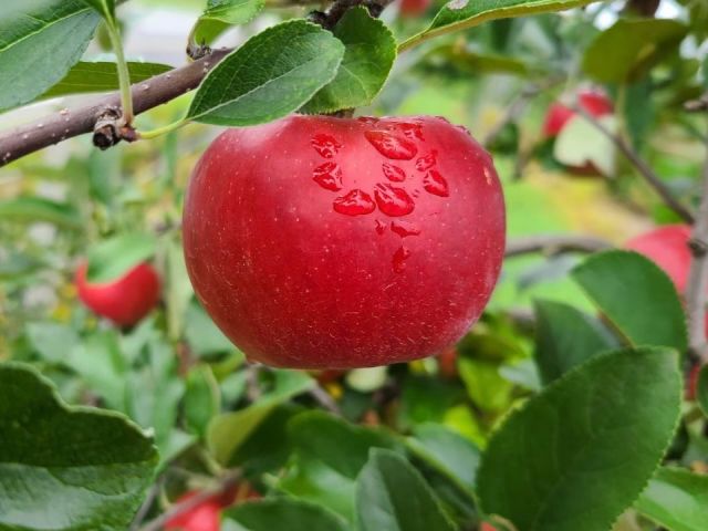 長野県は寒暖差の大きい気候に恵まれているため、りんごの栽培に適した土地柄といわれています。自然の恵みを最大限に生かした、甘味と酸味の調和をお楽しみ下さい。