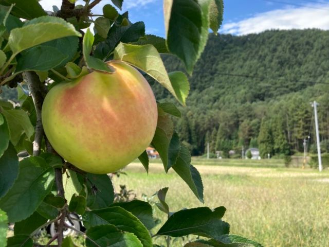 美味しいりんごをお届けできるよう、当農園では10種類以上のりんごを栽培し、品種ごとの最適な時期を見計らって、8月下旬〜12月頃の約4か月間出荷しています。