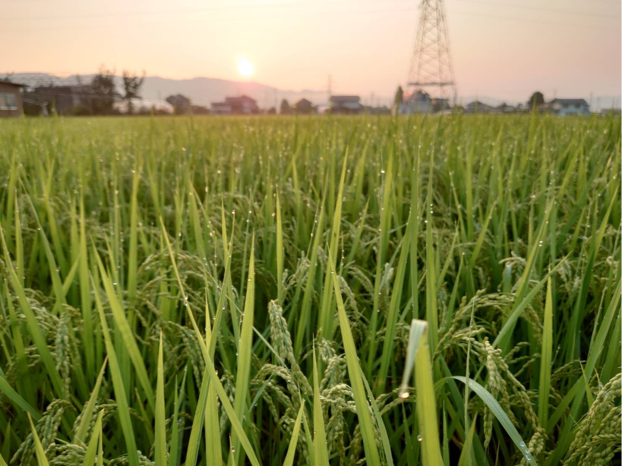 k܌S쑺́A炩ȐnŁAĂnłYnłB ̃RVqJ݂݂AӂƂオł